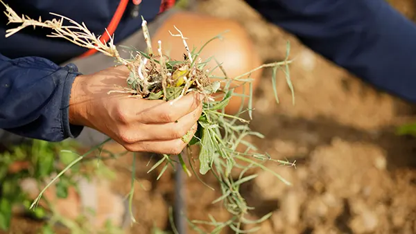 Weed Control